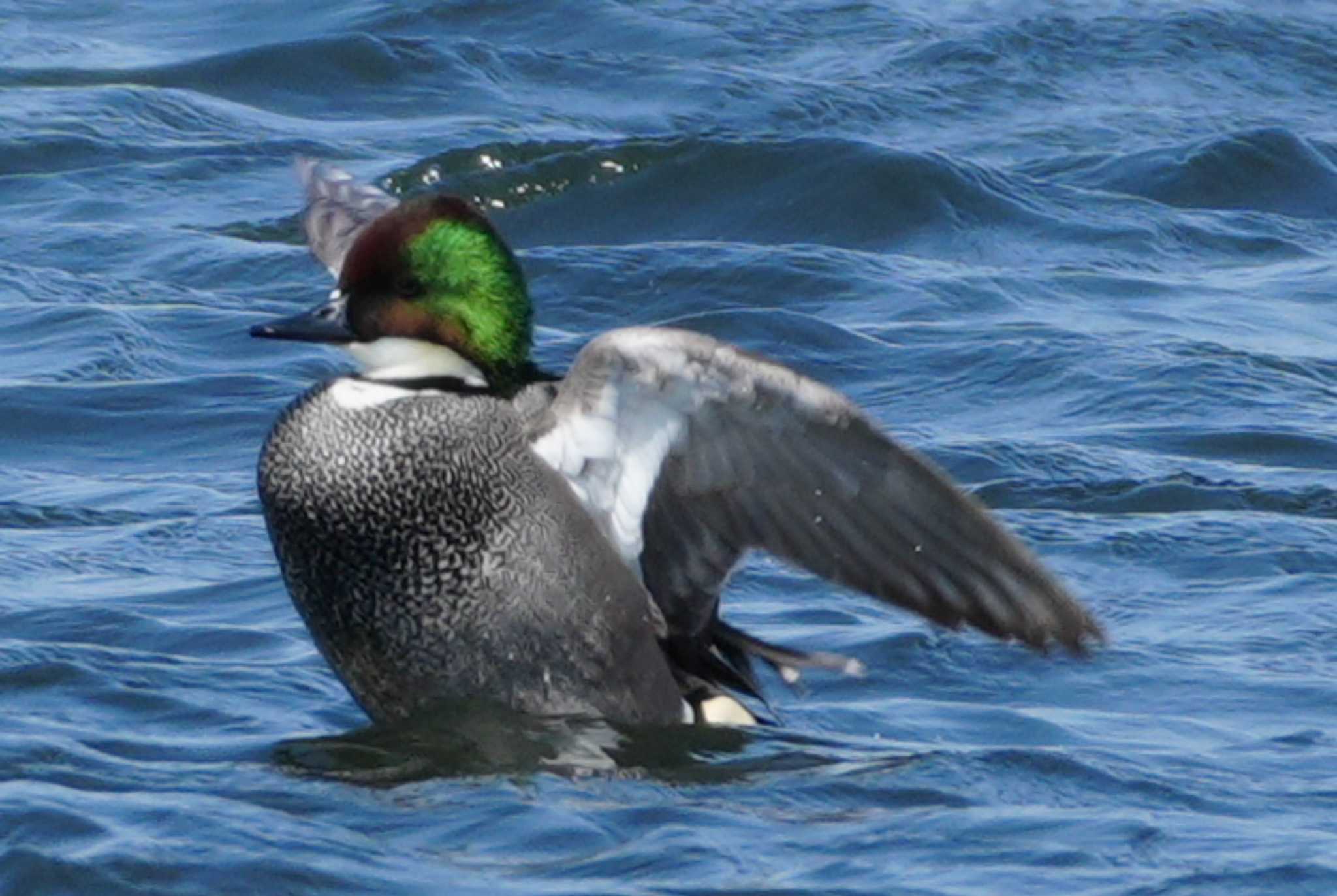 Photo of Falcated Duck at 多摩川 by ツートン