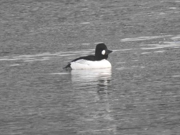 Common Goldeneye 小樽港 Sun, 1/28/2024