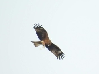 Black Kite 多摩川 Sat, 3/10/2018