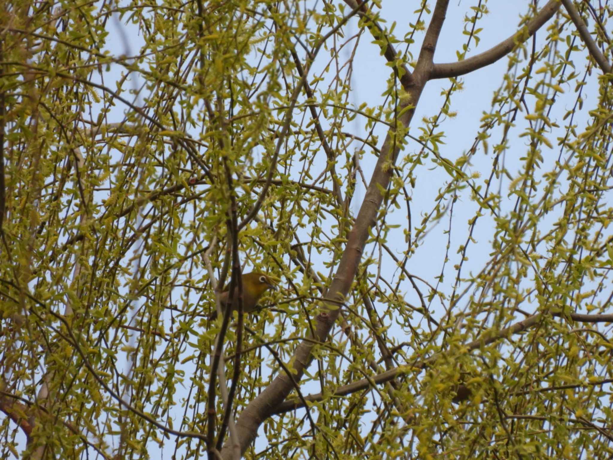 井の頭公園 メジロの写真 by ミサゴ好き🐦