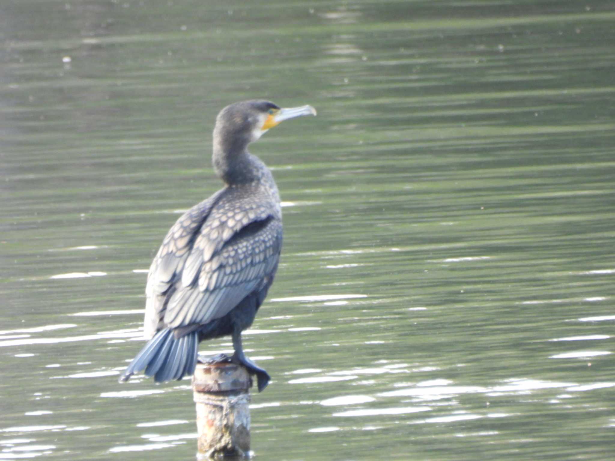 井の頭公園 カワウの写真 by ミサゴ好き🐦