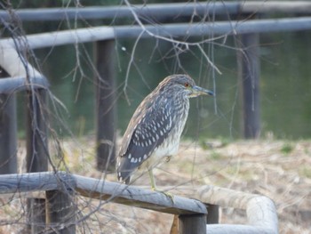 ゴイサギ 井の頭公園 2024年3月17日(日)