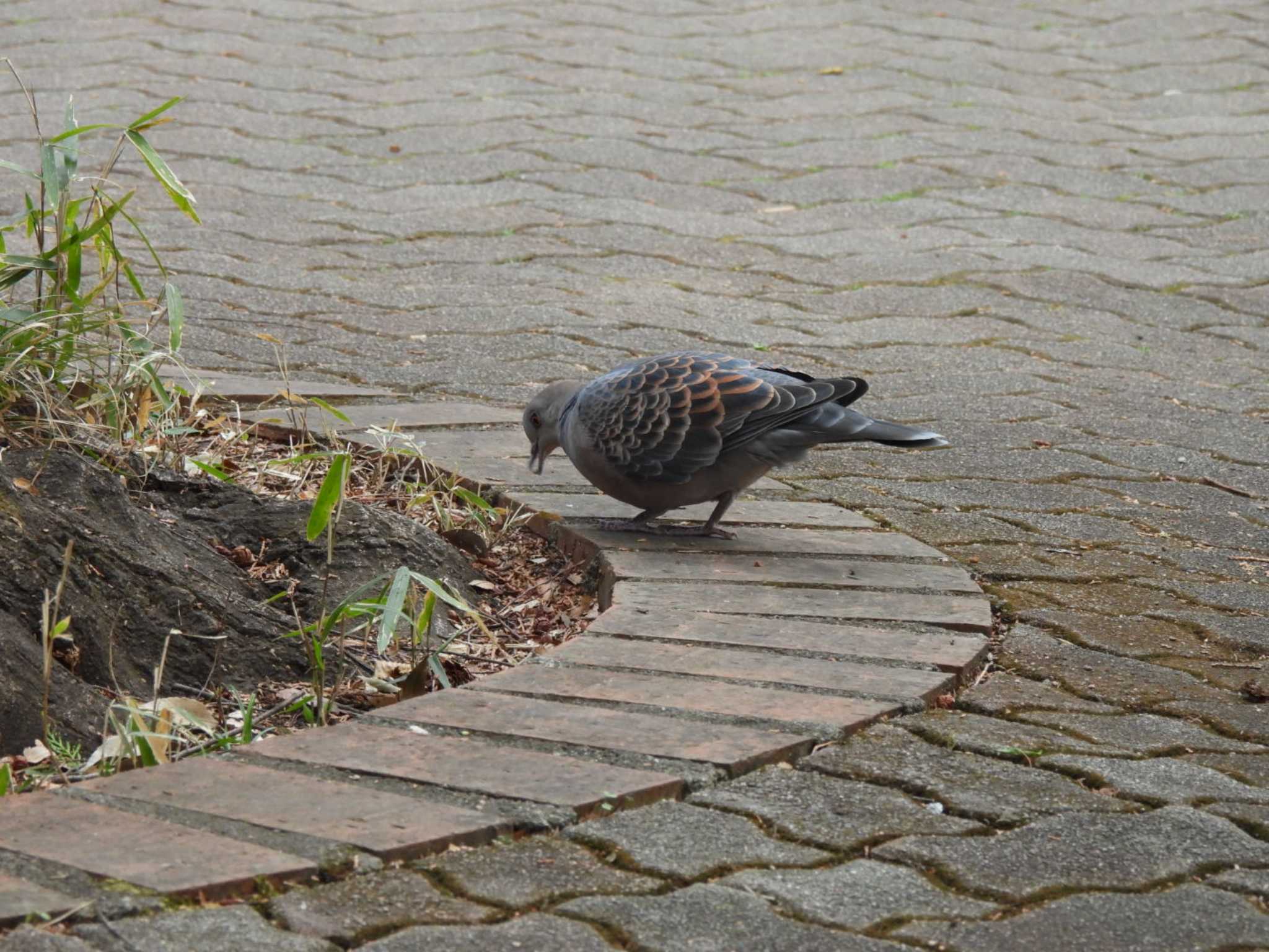 井の頭公園 キジバトの写真 by ミサゴ好き🐦