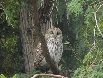 2024年3月17日(日) 井の頭公園の野鳥観察記録