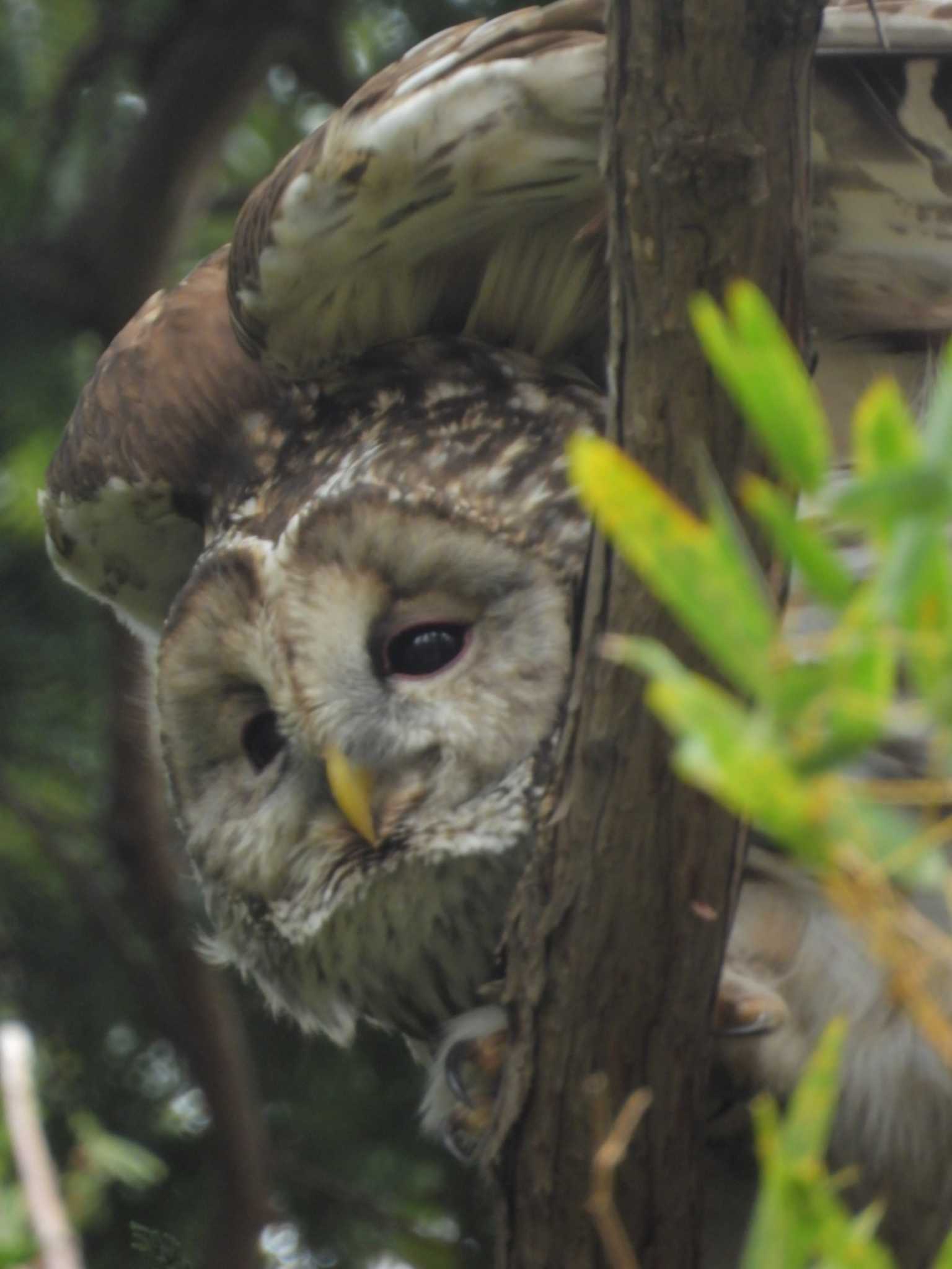 井の頭公園 フクロウの写真 by ミサゴ好き🐦