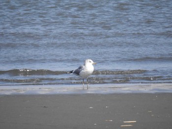 Vega Gull 多摩川 Sun, 3/17/2024