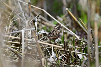 Rustic Bunting 神奈川県自然環境保全センター Sat, 3/16/2024