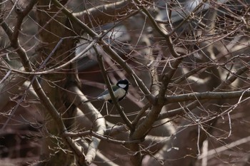 Japanese Tit 鎌倉中央公園 Sun, 3/17/2024