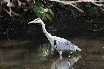 Grey Heron 鎌倉中央公園 Sun, 3/17/2024