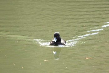 Tufted Duck 鎌倉中央公園 Sun, 3/17/2024