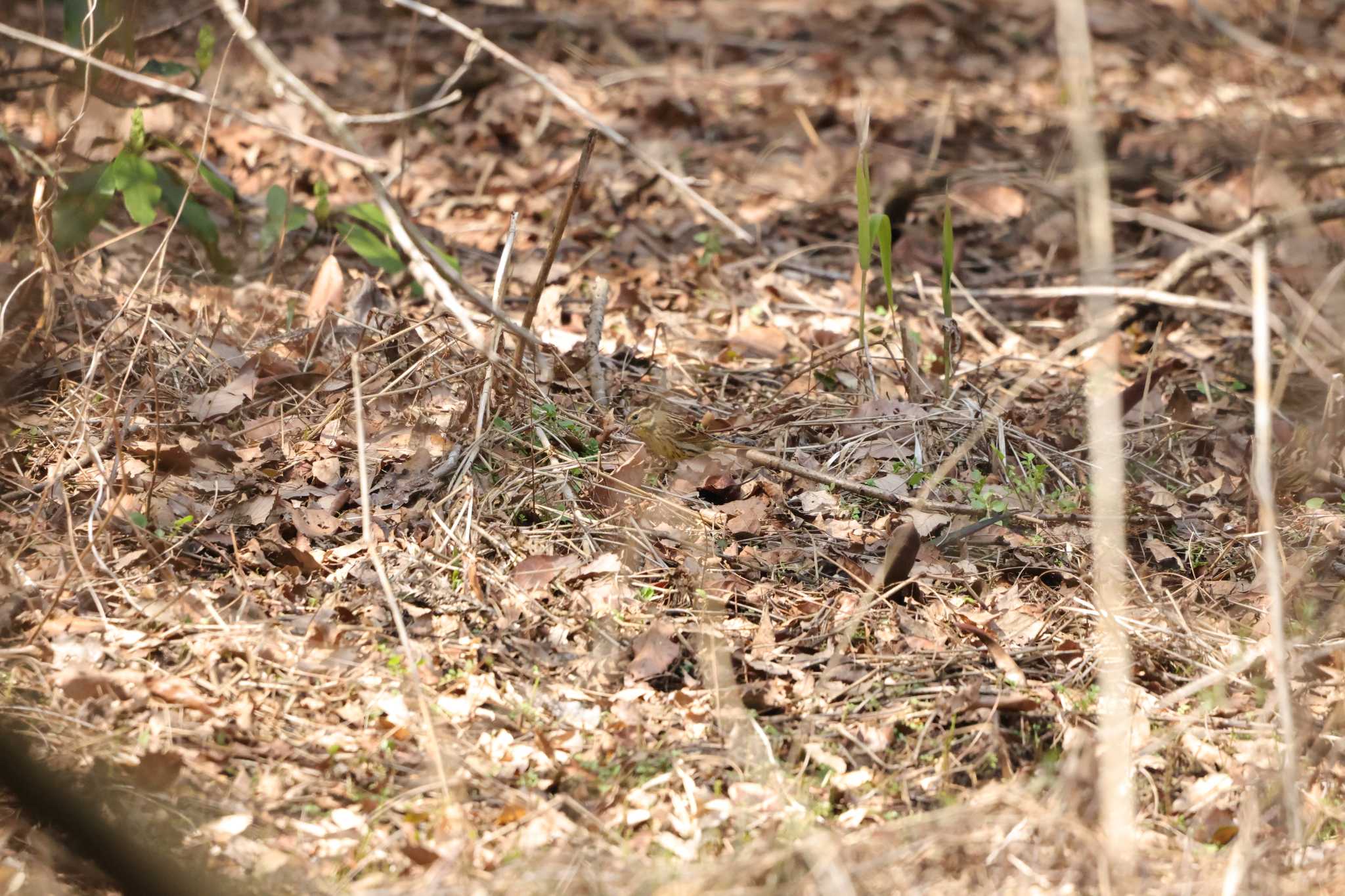Photo of Masked Bunting at 鎌倉中央公園 by 烏山トリ太郎