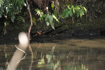 Sun, 3/17/2024 Birding report at 鎌倉中央公園