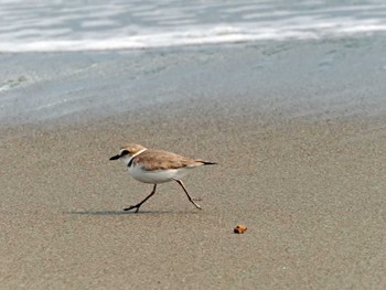 Kentish Plover 蒲生干潟(仙台市) Sun, 3/17/2024