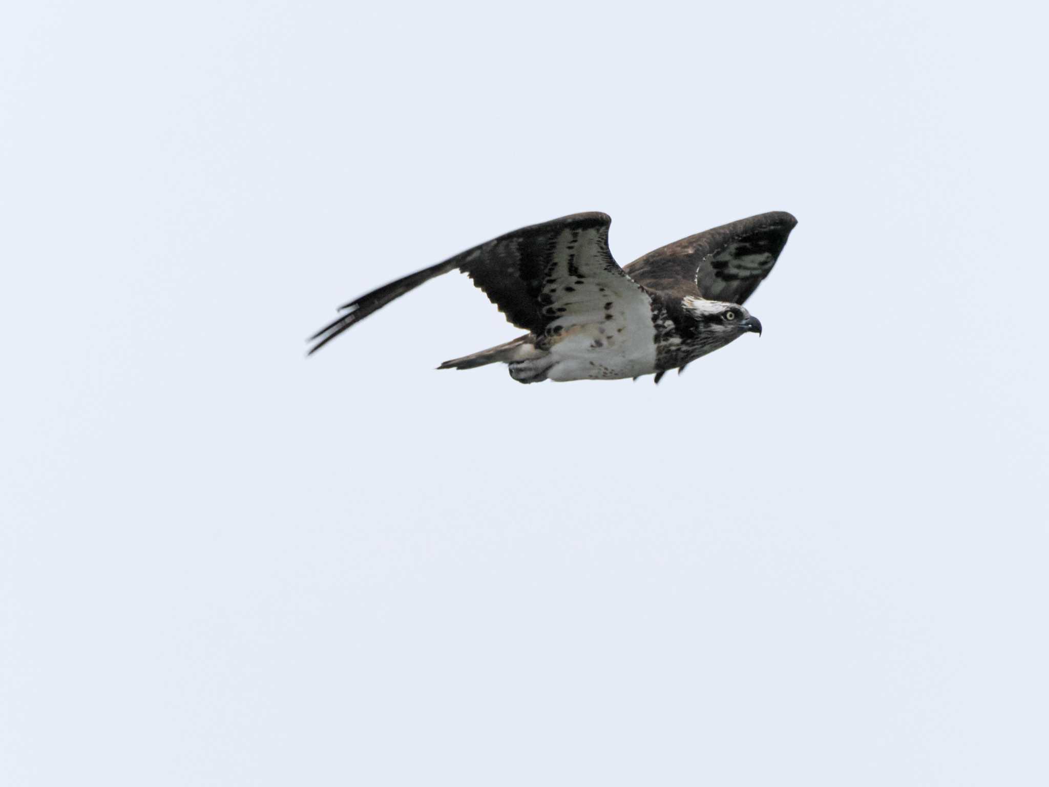 Photo of Osprey at 蒲生干潟(仙台市) by ぴーさん