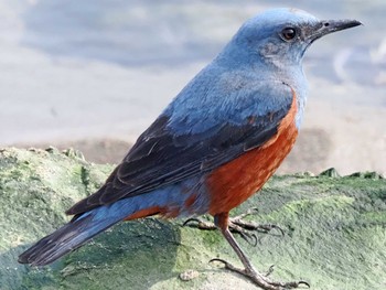 Blue Rock Thrush 蒲生干潟(仙台市) Sun, 3/17/2024