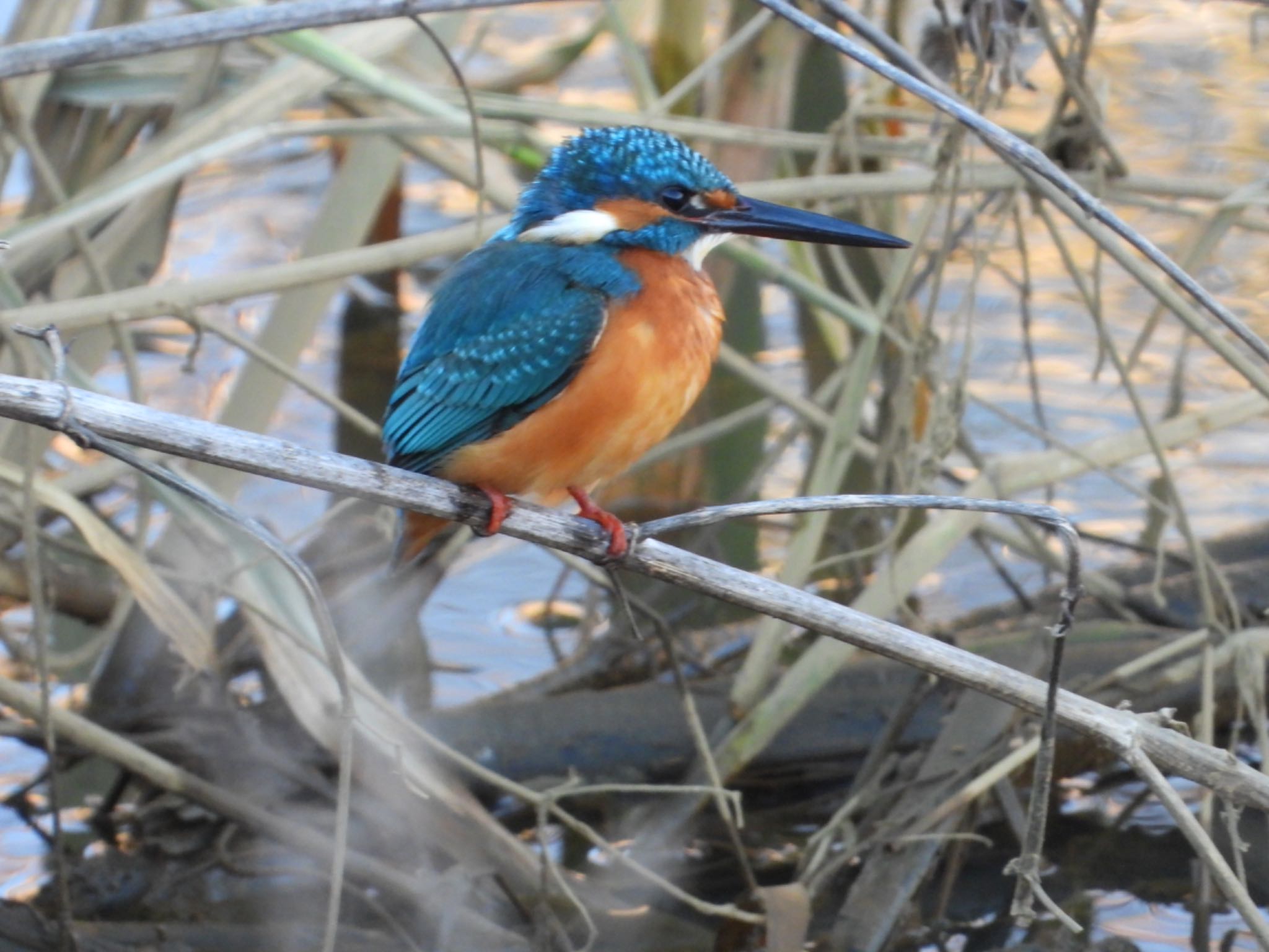 Common Kingfisher