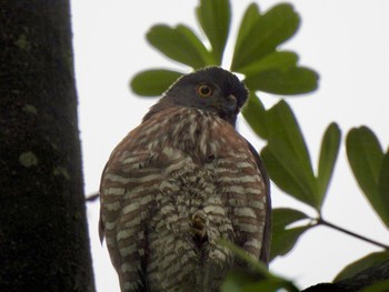 Crested Goshawk 大安森林公園 Sat, 3/2/2024