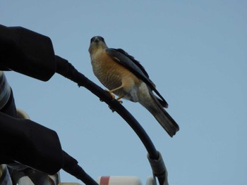 Sun, 3/17/2024 Birding report at 平和の森公園、妙正寺川