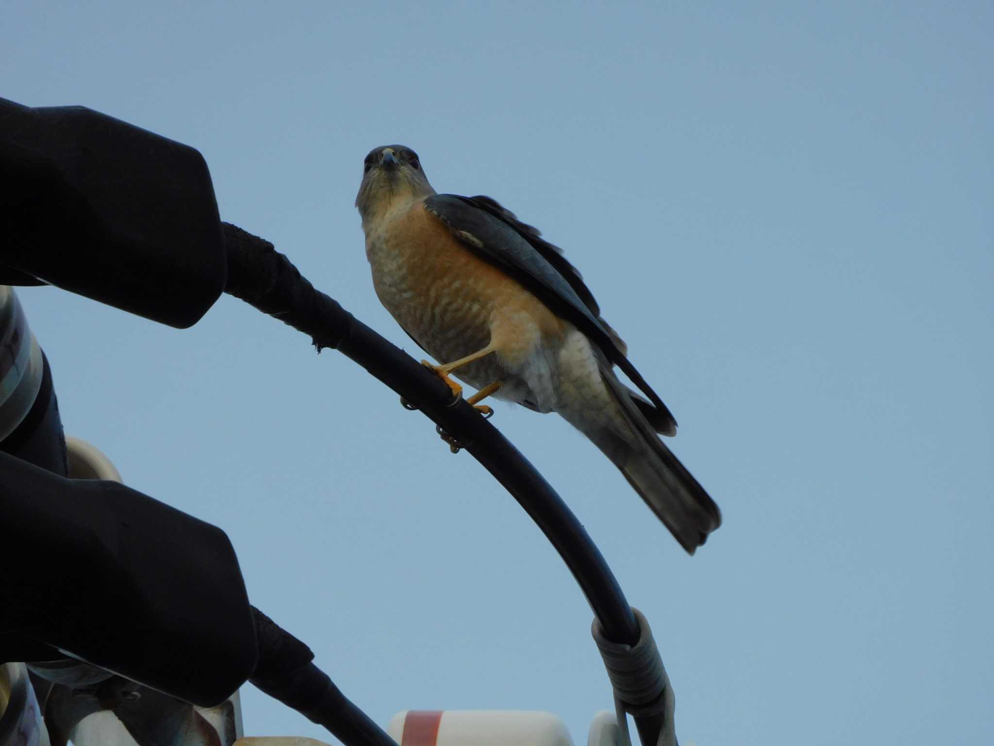 Japanese Sparrowhawk