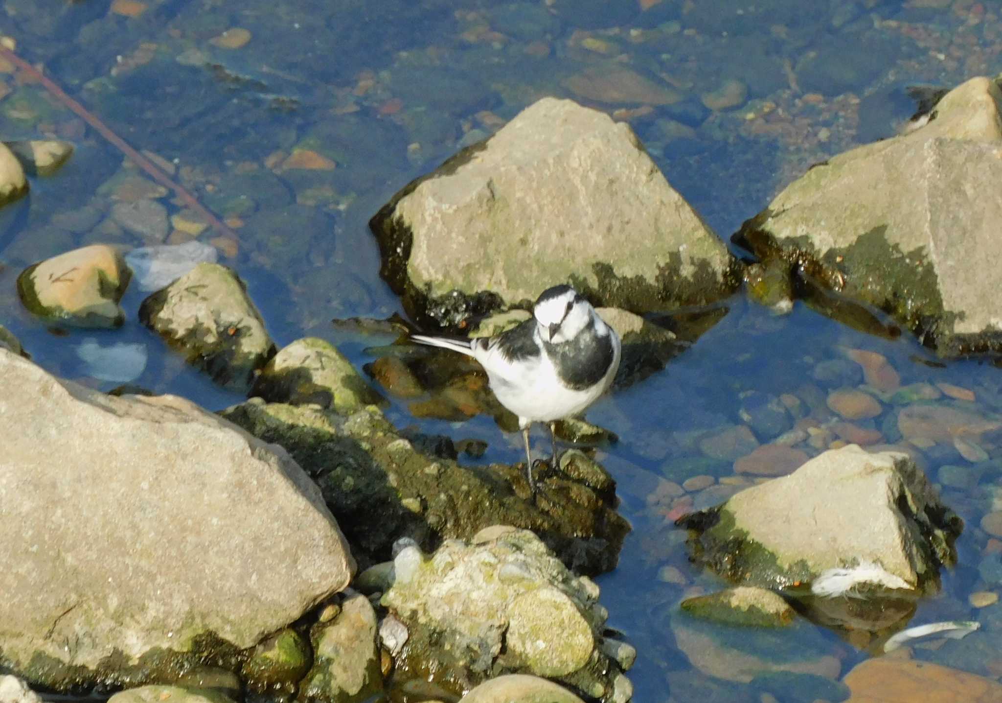 White Wagtail