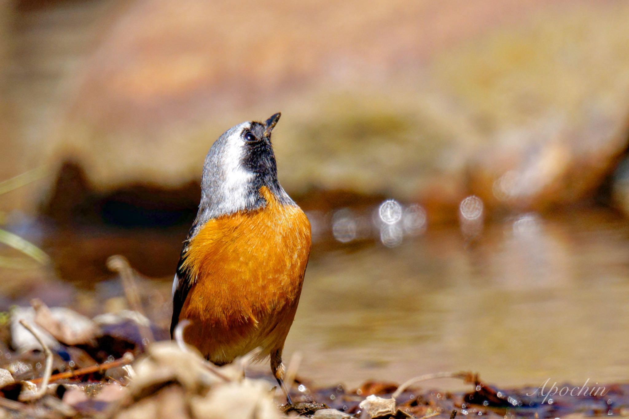 Daurian Redstart