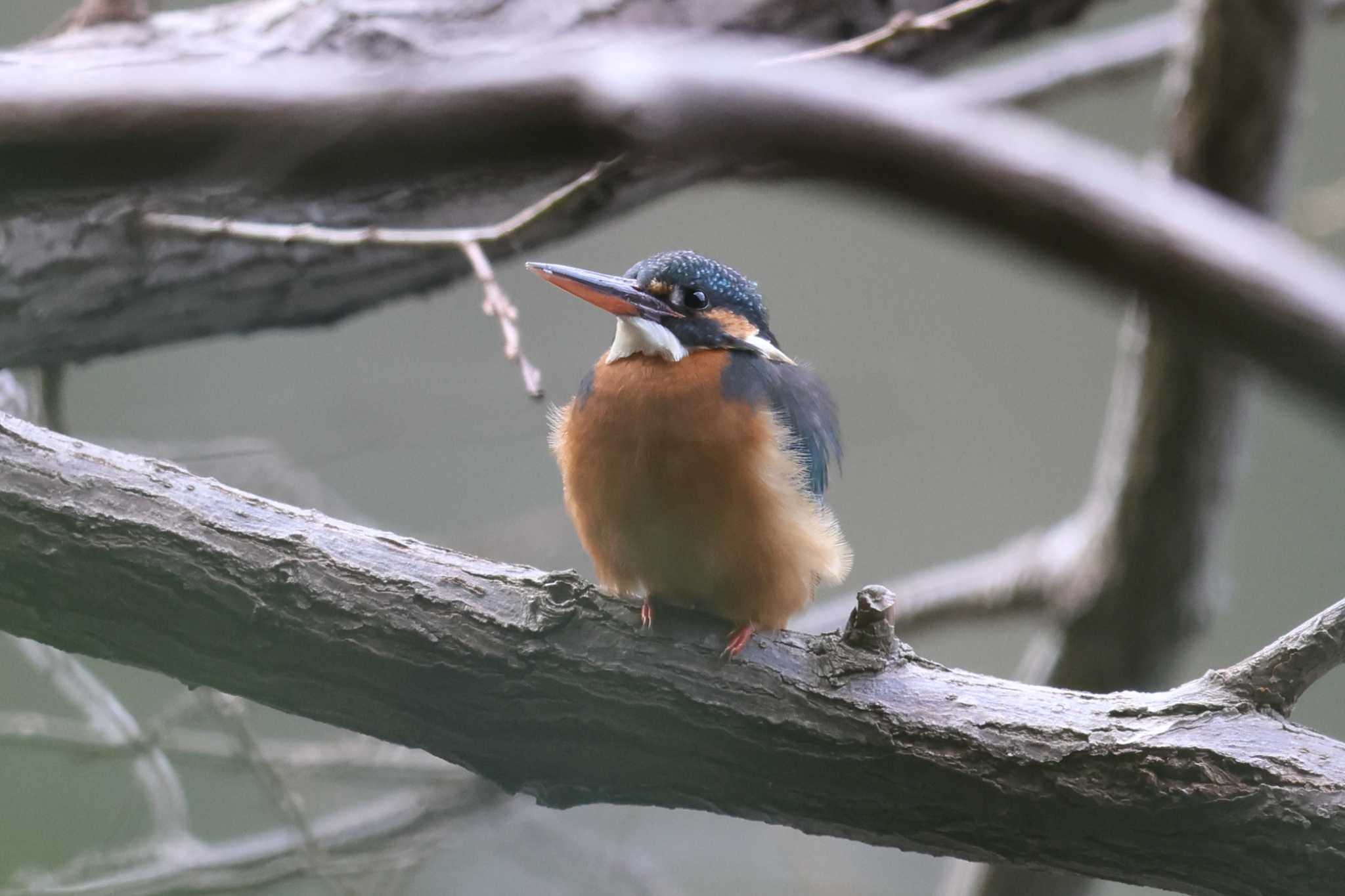 明石公園のカワセミ