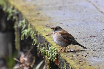 Pale Thrush 大町公園(市川市) Sun, 2/4/2024