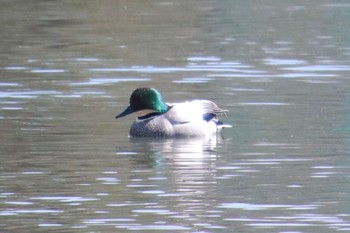 Falcated Duck 柏の葉公園 Sat, 3/16/2024