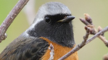 Sun, 3/17/2024 Birding report at 奈良県