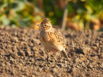 Eurasian Skylark Minuma Rice Field Sun, 3/17/2024