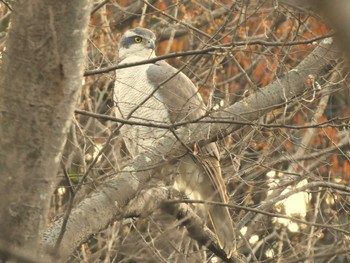 Eurasian Goshawk Minuma Rice Field Sun, 3/17/2024