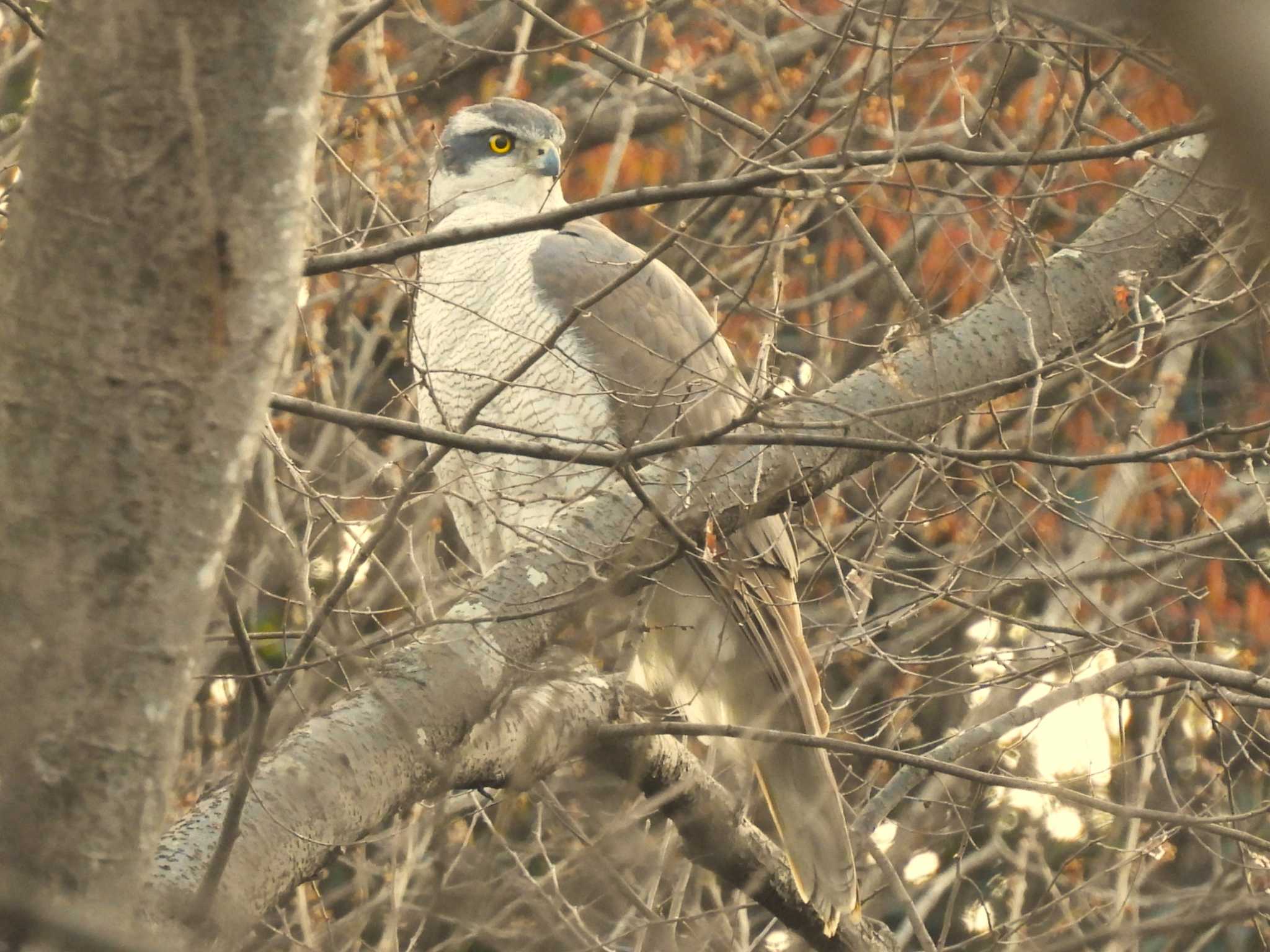 見沼たんぼ　オオタカ画像