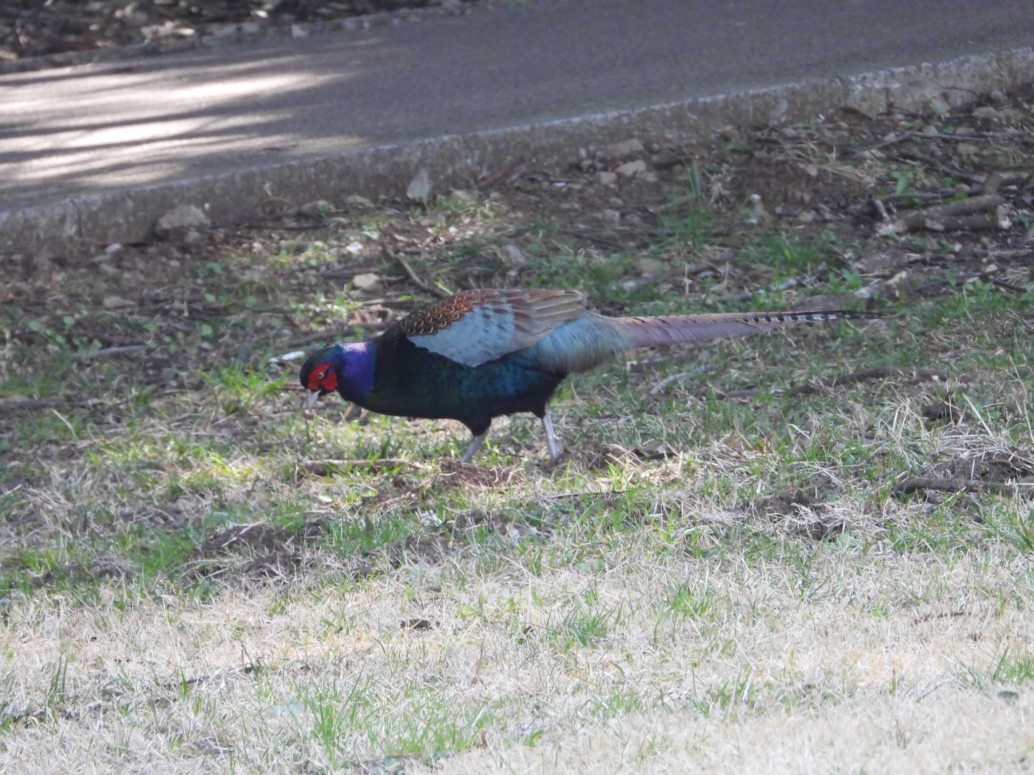 千葉市昭和の森公園 キジの写真