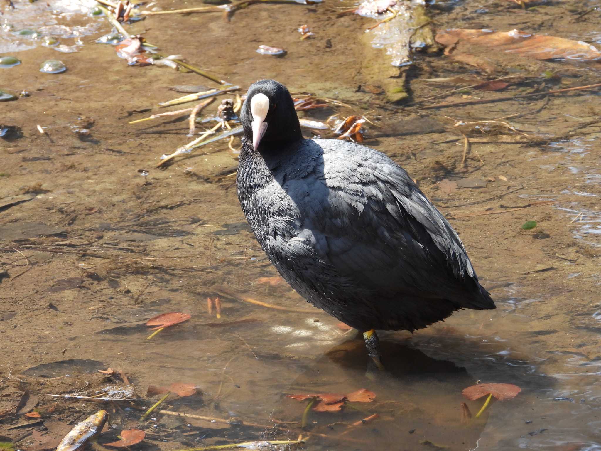 千葉市昭和の森公園 オオバンの写真