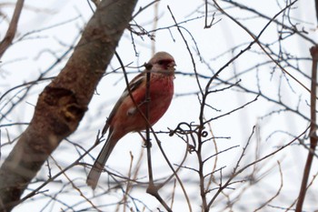 Siberian Long-tailed Rosefinch 宮田用水(蘇南公園前・江南市) Sun, 3/17/2024