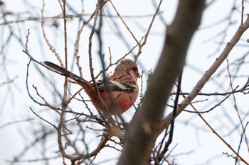 Siberian Long-tailed Rosefinch 宮田用水(蘇南公園前・江南市) Sun, 3/17/2024