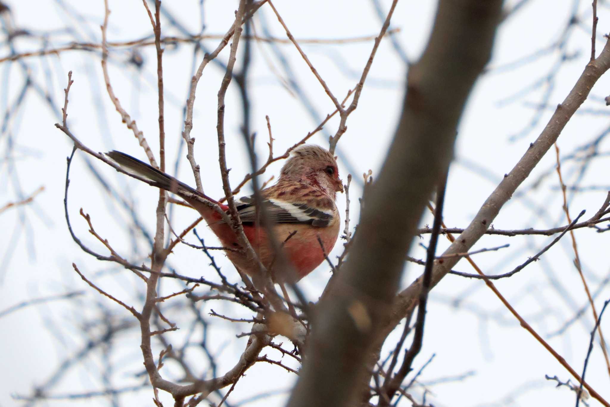 Photo of Siberian Long-tailed Rosefinch at 宮田用水(蘇南公園前・江南市) by OHモリ