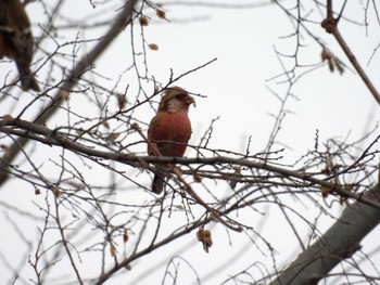 Siberian Long-tailed Rosefinch 宮田用水(蘇南公園前・江南市) Sun, 3/17/2024