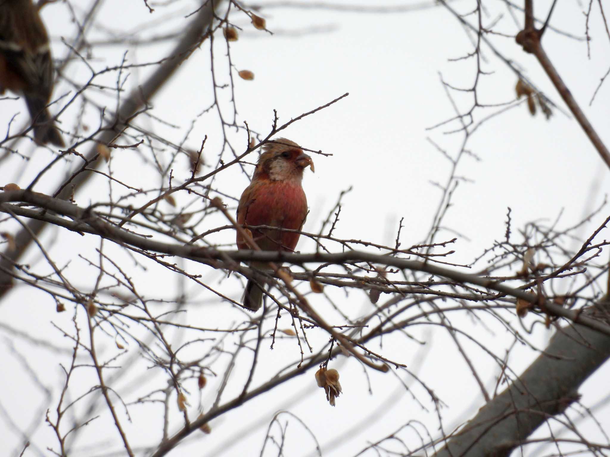 Photo of Siberian Long-tailed Rosefinch at 宮田用水(蘇南公園前・江南市) by OHモリ