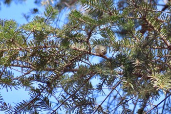 2024年2月18日(日) 石神井公園の野鳥観察記録