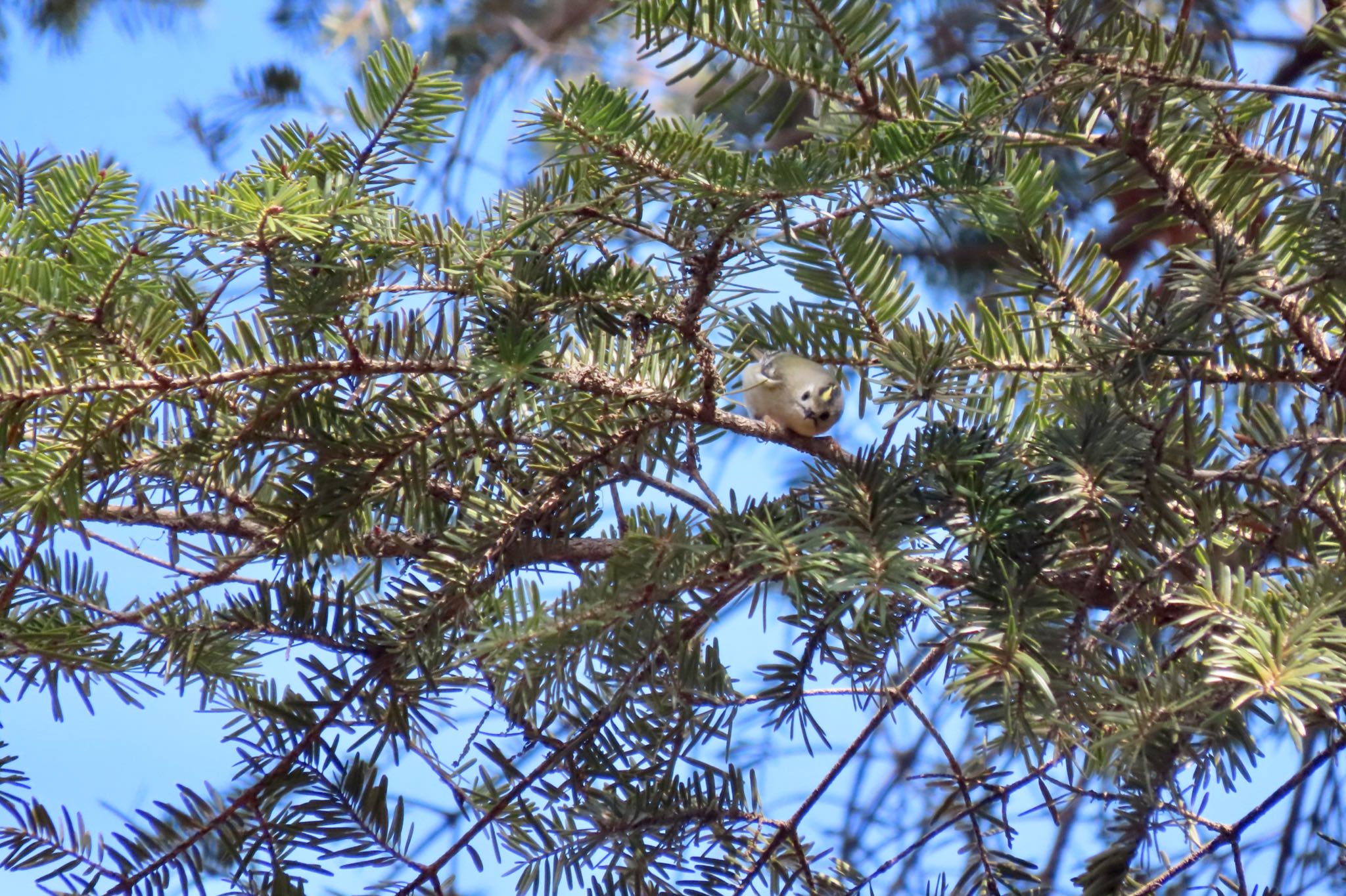 Goldcrest