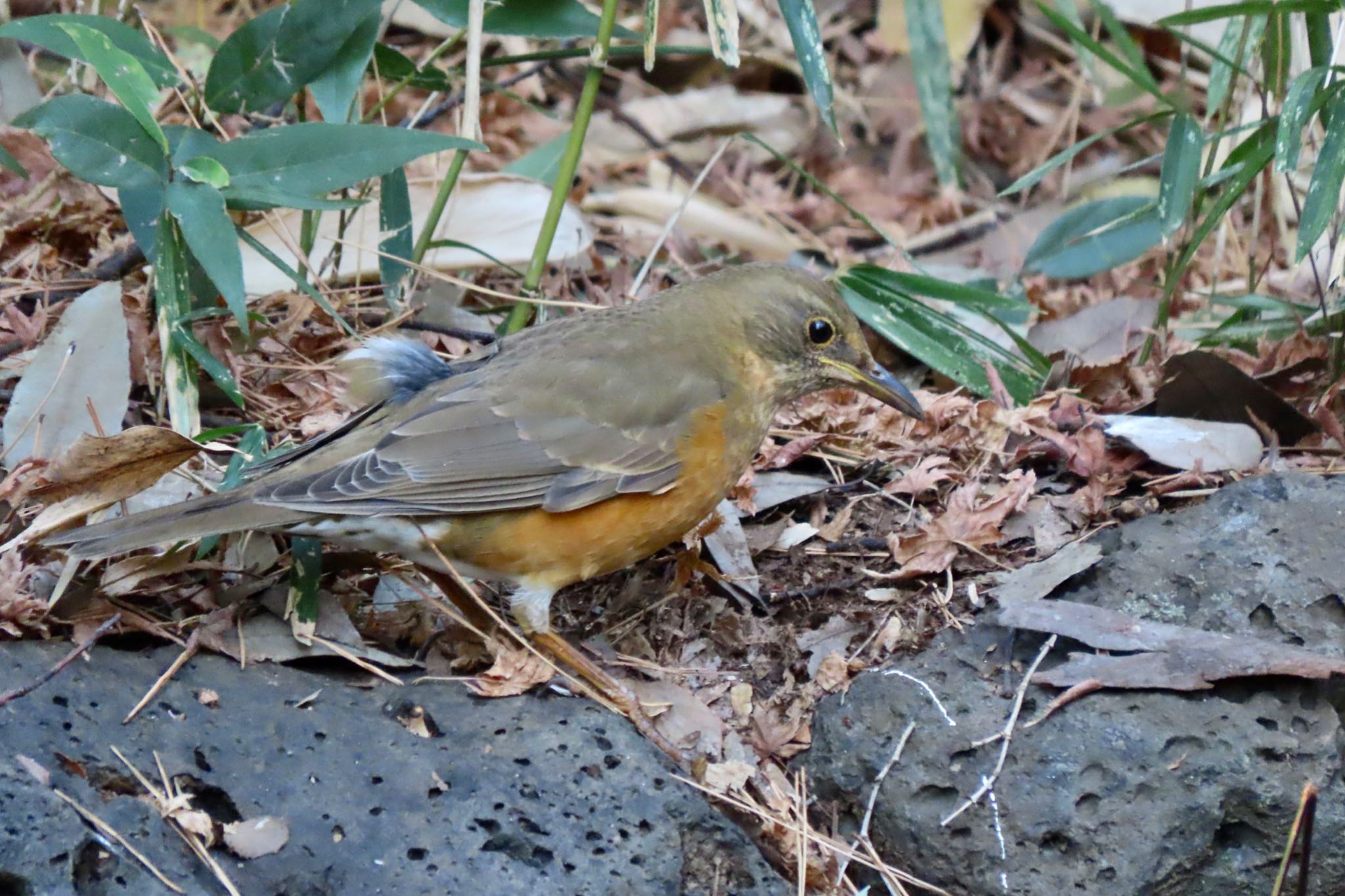 Brown-headed Thrush