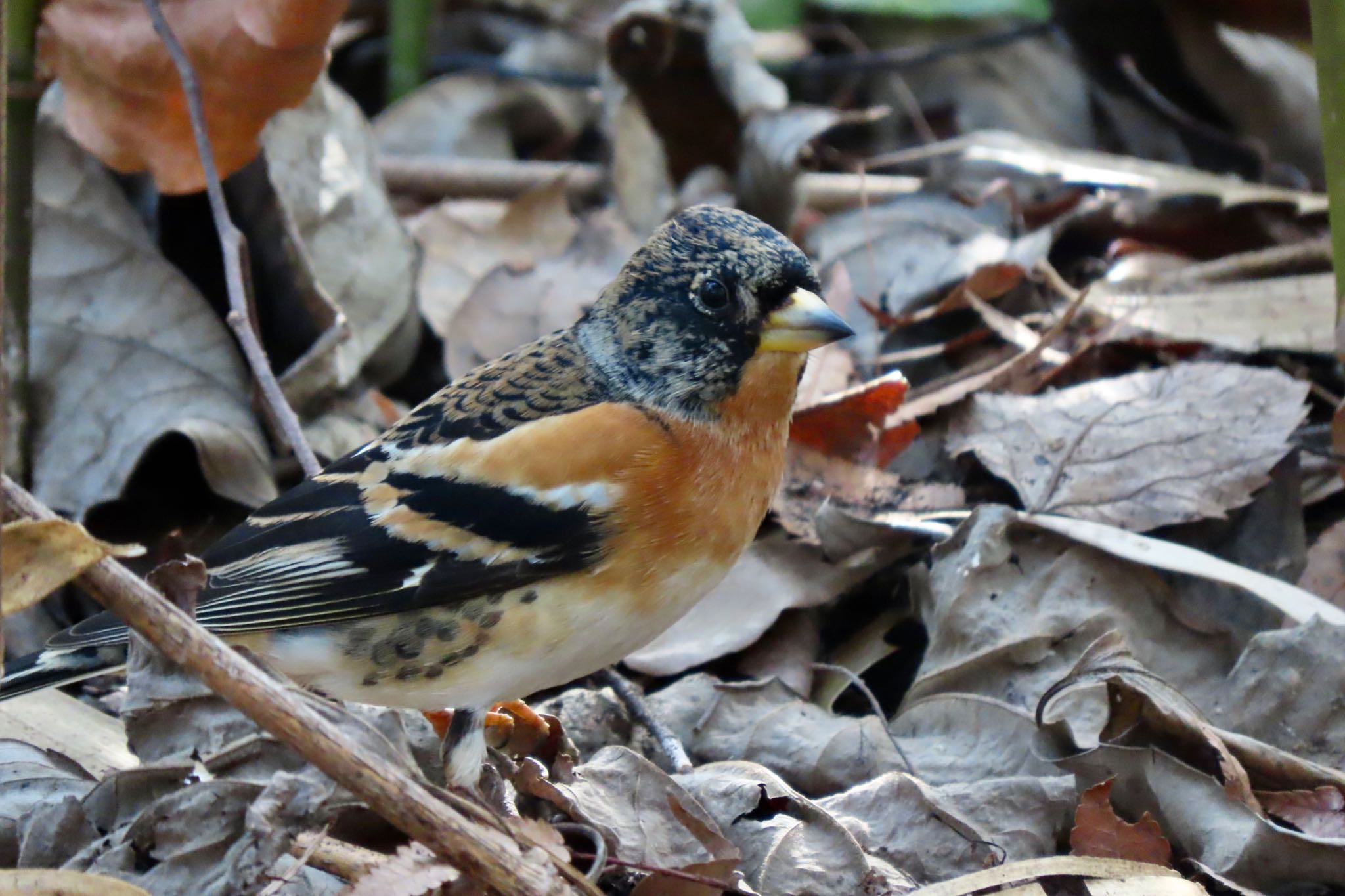 Brambling