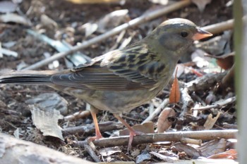 Grey Bunting Shakujii Park Sun, 2/18/2024