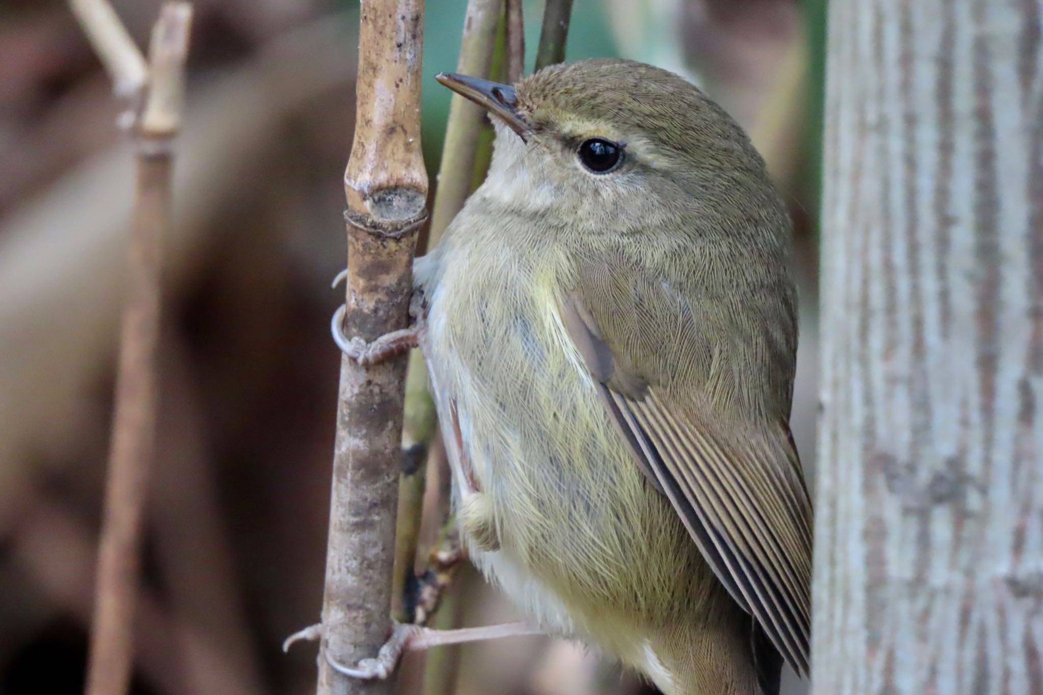 Japanese Bush Warbler