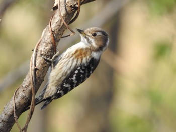 Japanese Pygmy Woodpecker 多摩川 Tue, 3/13/2018