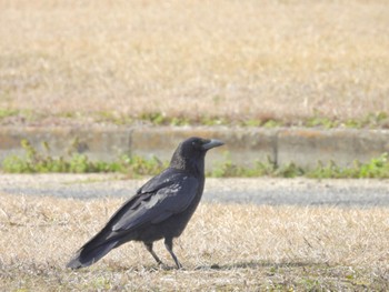 ハシボソガラス 岡山県 2024年3月16日(土)