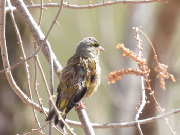 Grey-capped Greenfinch 打上川治水緑地 Sun, 3/10/2024