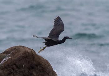 Pacific Reef Heron 平磯海岸 Sun, 3/17/2024