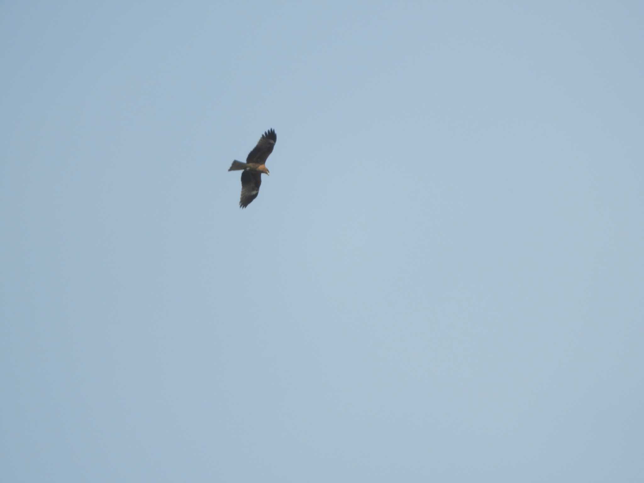 Black Kite